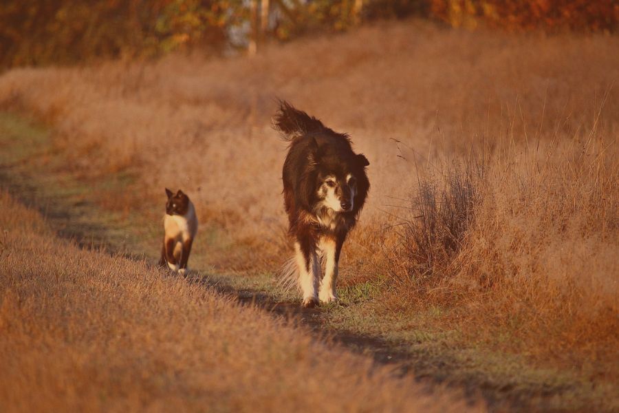 Urgencias Veterinarias Zas Urgencias Veterinarias Zas